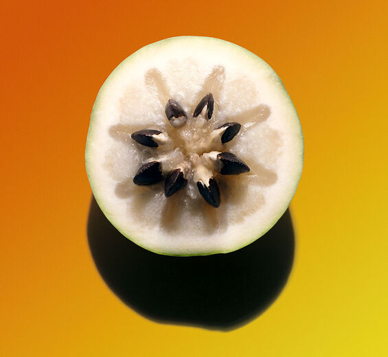Vu sua-Vu sua extract-Chrysophyllum cainito fruit extract