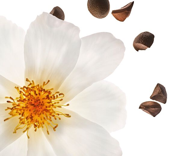 Camellia-Organic camellia oil-Camellia oleifera seed oil