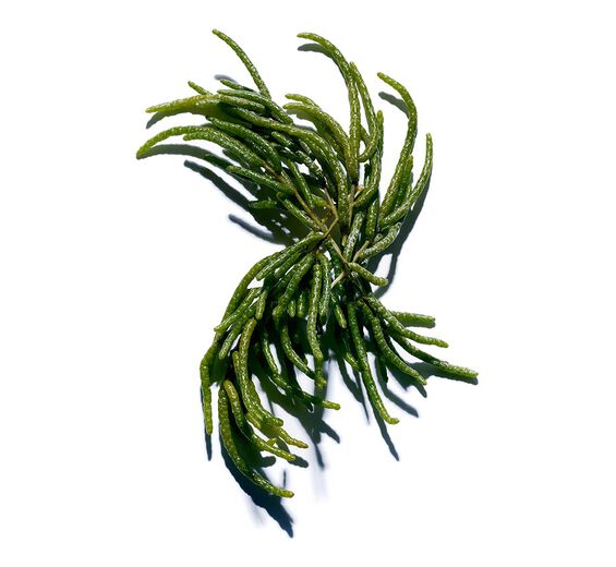Marsh samphire-Organic marsh samphire extract-Salicornia herbacea extract