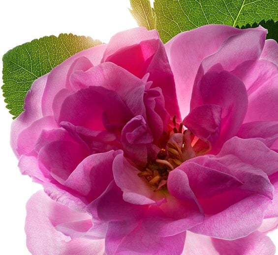 Damask rose-Damask rose water-Rosa damascena flower water Damask rose-Damask rose water-Rosa damascena flower water