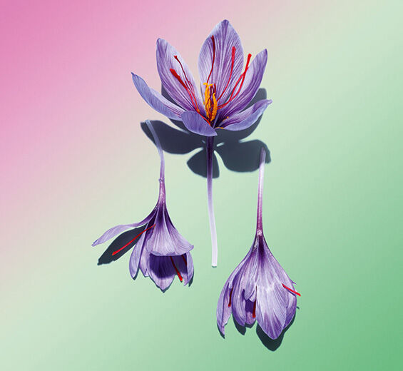 Crocus-Saffron flower polyphenols (from an organic plant)-Crocus sativus flower extract