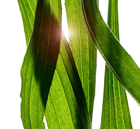 Narrow-leaf plantain-Narrow-leaf plantain extract-Plantago lanceolata leaf extract