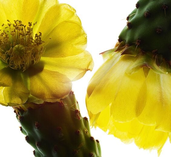 Prickly pear-Nopal extract-Hydrolyzed opuntia ficus-indica flower extract Prickly pear-Nopal extract-Hydrolyzed opuntia ficus-indica flower extract
