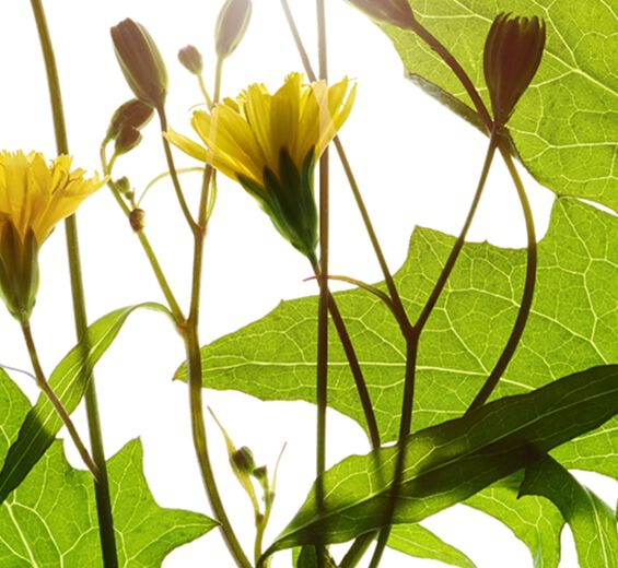 Nipplewort-Nipplewort extract-Lapsana communis flower/leaf/stem extract Nipplewort-Nipplewort extract-Lapsana communis flower/leaf/stem extract