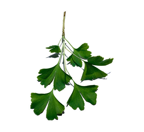 Ginkgo biloba-Ginkgo biloba extract-Ginkgo biloba leaf extract