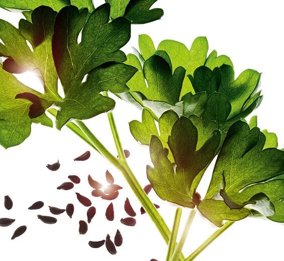 Parsley-Parsley essential oil-Carum petroselinum (parsley) seed oil