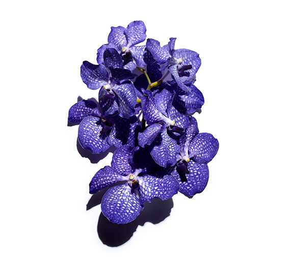 Blue orchid-Blue orchid extract-Orchid extract,vanda coerulea extract