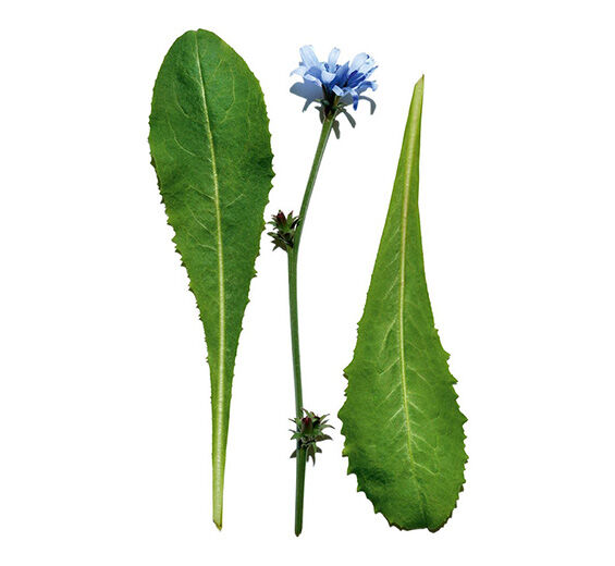 Chicory-Chicory extract-Cichorium intybus (chicory) leaf extract
