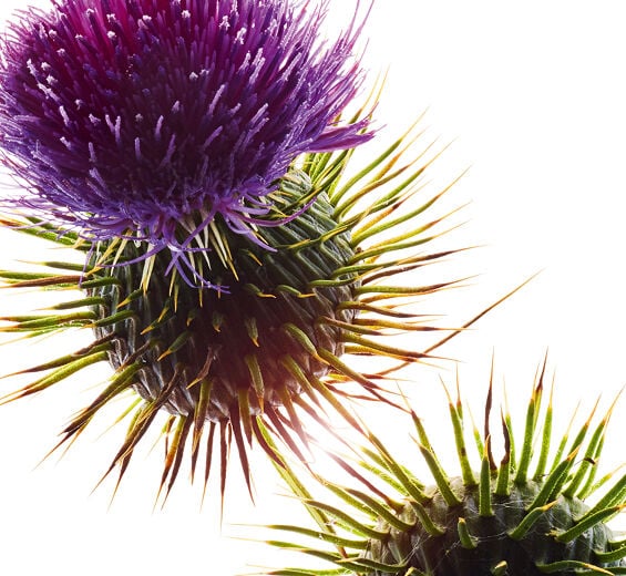 Mary’s thistle-Organic mary’s thistle oil-Silybum marianum seed oil