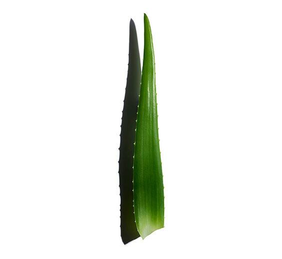 Aloe barbadensis cheap leaf extract