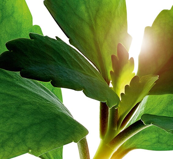 Leaf of life-Organic leaf of life extract-Kalanchoe pinnata leaf extract