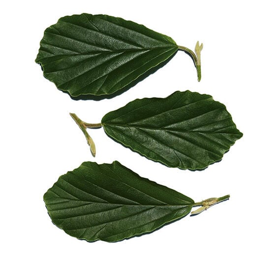 Witch hazel-Witch hazel extract-Hamamelis virginiana (witch hazel) leaf extract
