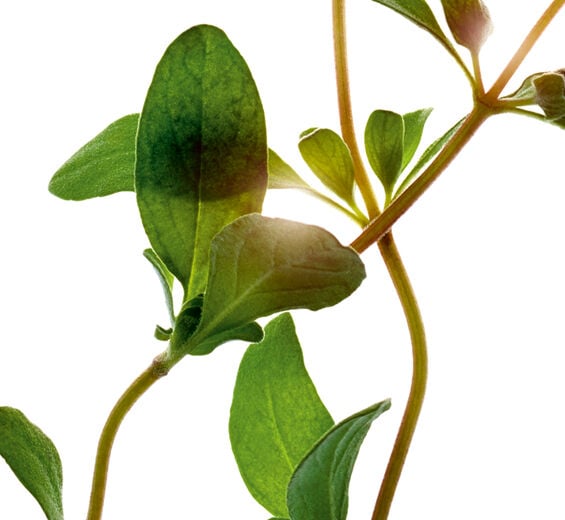 Marjoram-Marjoram essential oil-Origanum majorana leaf oil