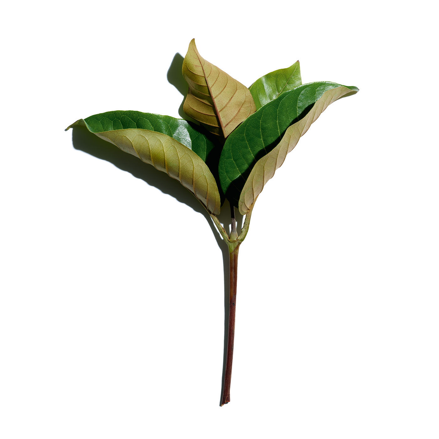 clarins super restorative day