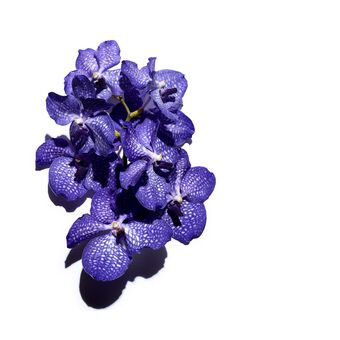 Aceite de Tratamiento Facial - Orquídea Azul