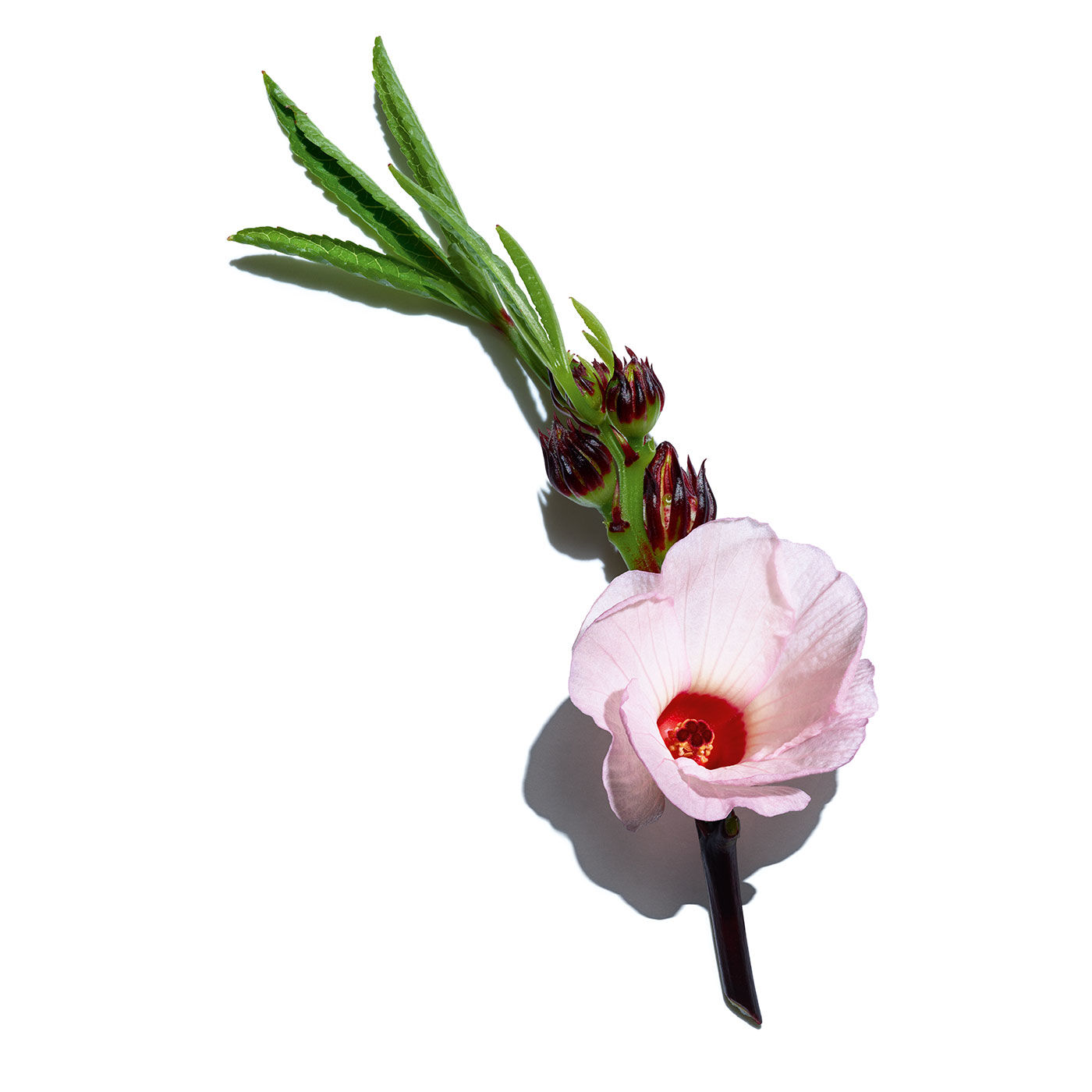 clarins super restorative rose radiance cream 50ml