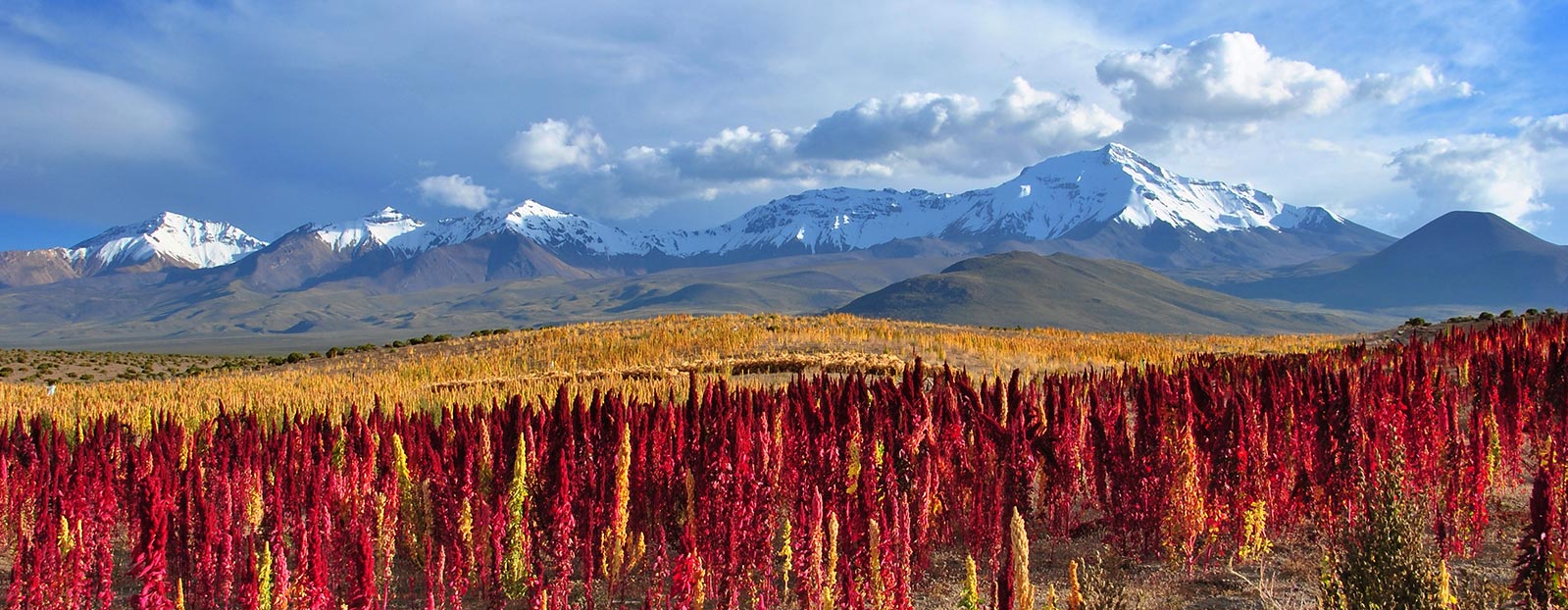 Natural habitat of quinoa