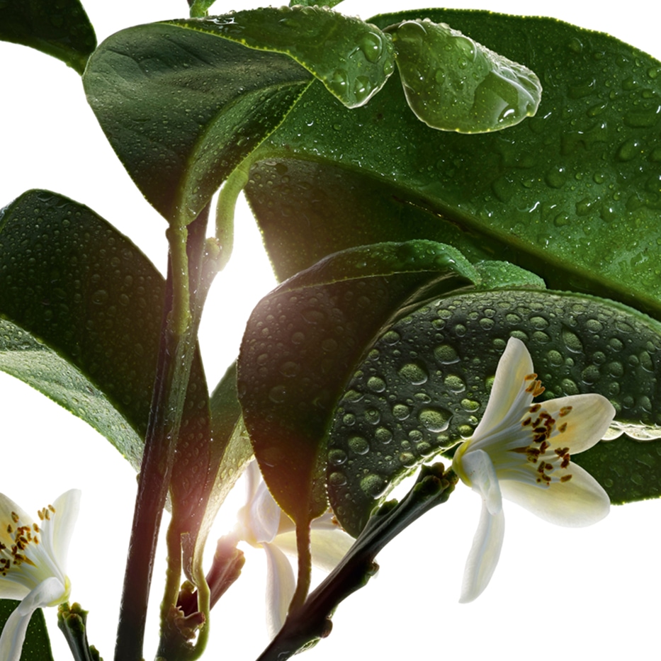 Bitter orange tree-Organic bitter orange flower water-Citrus aurantium amara (bitter orange) flower water