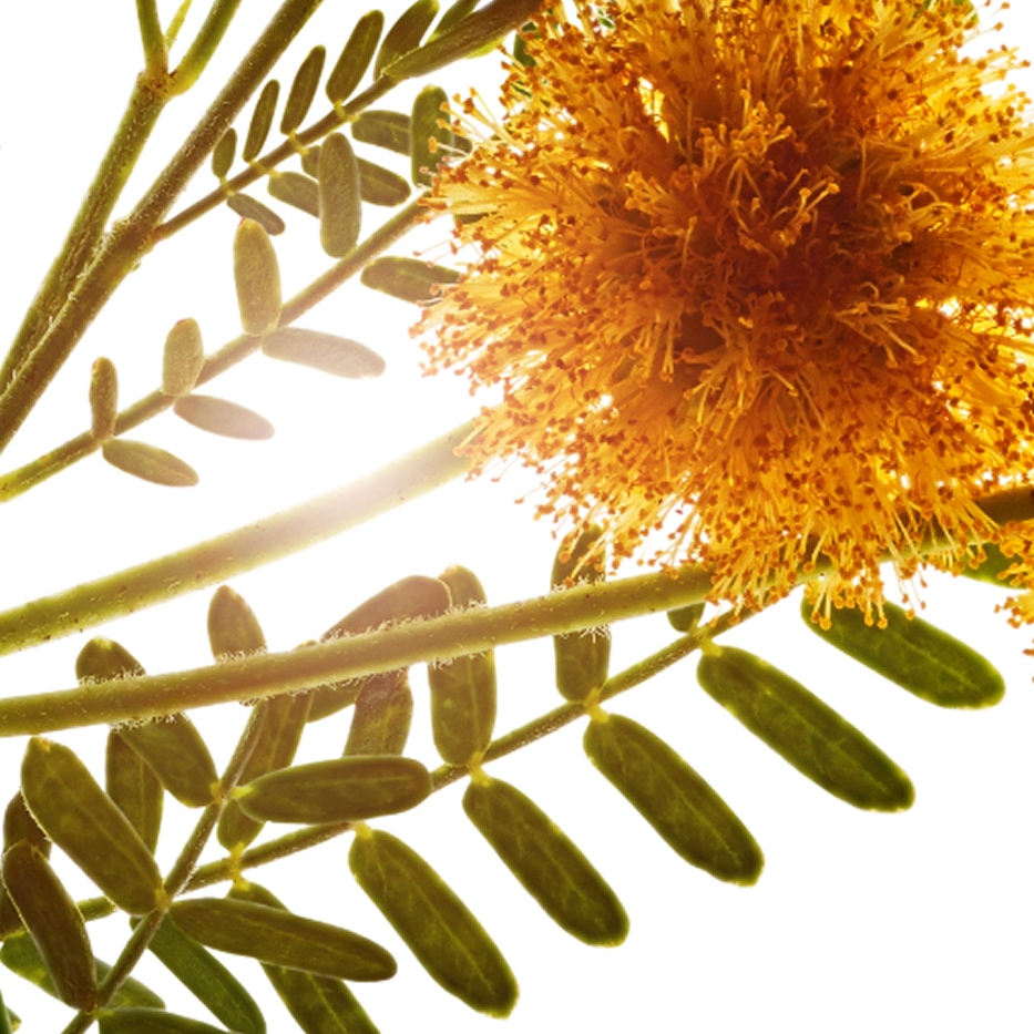 Cassie-Cassie wax-Acacia farnesiana flower wax