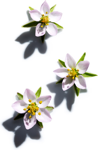 Spergularia