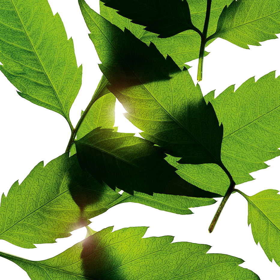 Bidens pilosa-Organic bidens pilosa extract-Bidens Pilosa Extract