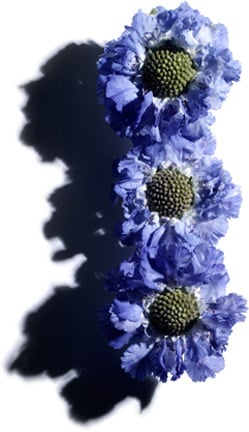 Scabious (Blue Button Flower)
