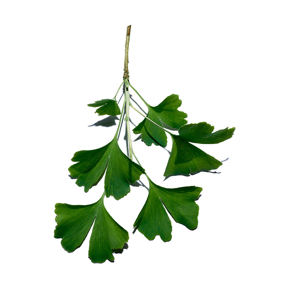 Ginkgo Biloba