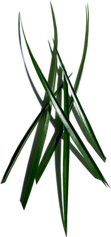 Bison grass