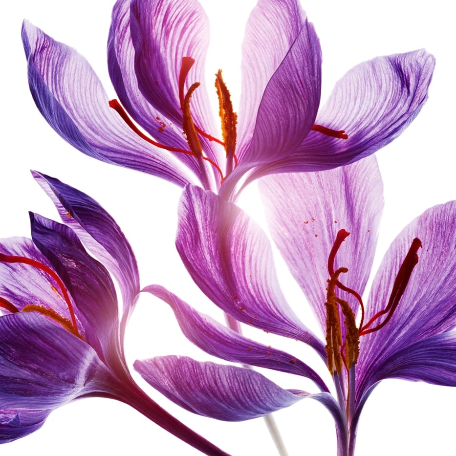 Crocus-Saffron flower polyphenols (from an organic plant)-Crocus sativus flower extract