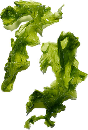 Sea lettuce