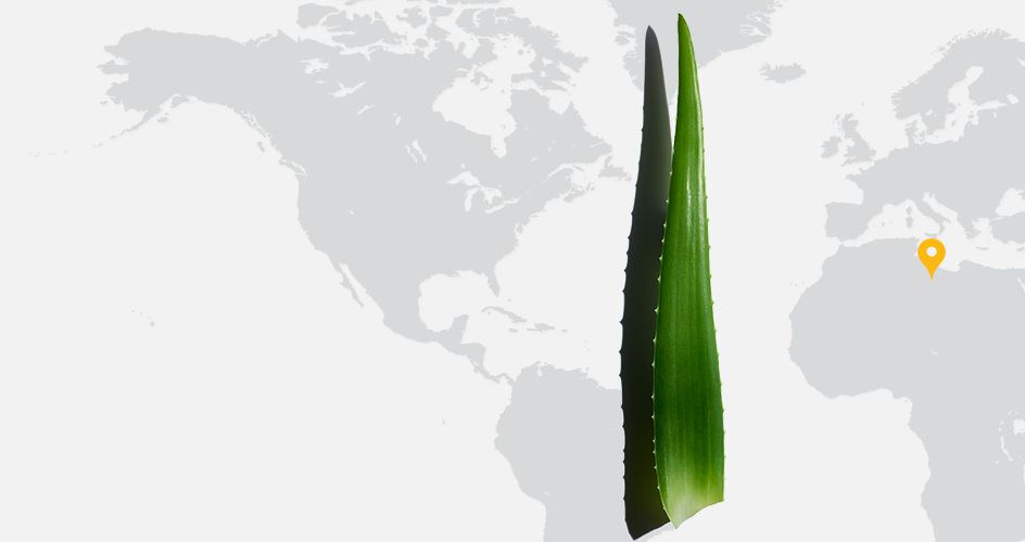 Aloe Vera