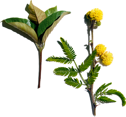 Harungana y flor de cassie