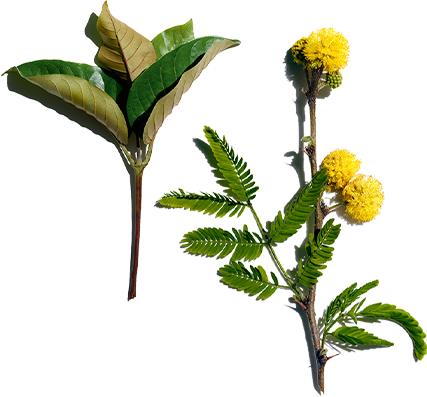 Harungana and Cassia flower