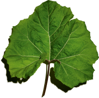 Petasites