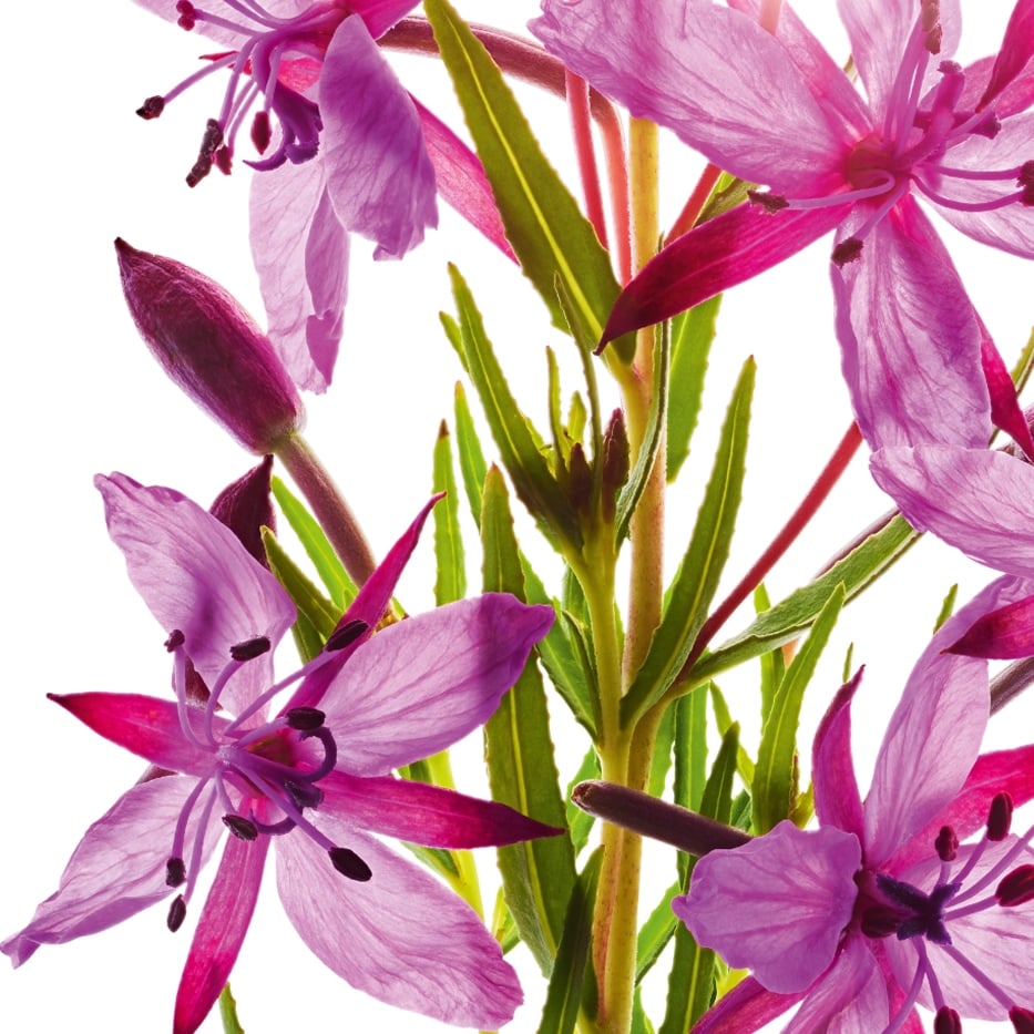 Alpine willowherb-Organic alpine willowherb extract-Epilobium fleischeri extract
