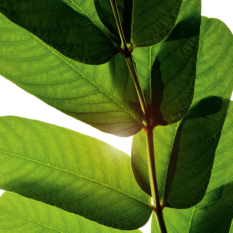 Senna-Senna extract-Cassia alata leaf extract