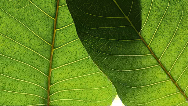 Haragunda and Organic gorse Ingredients