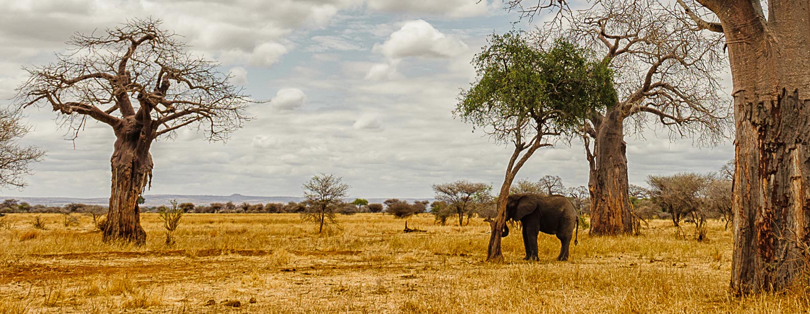 Natural habitat of baobab