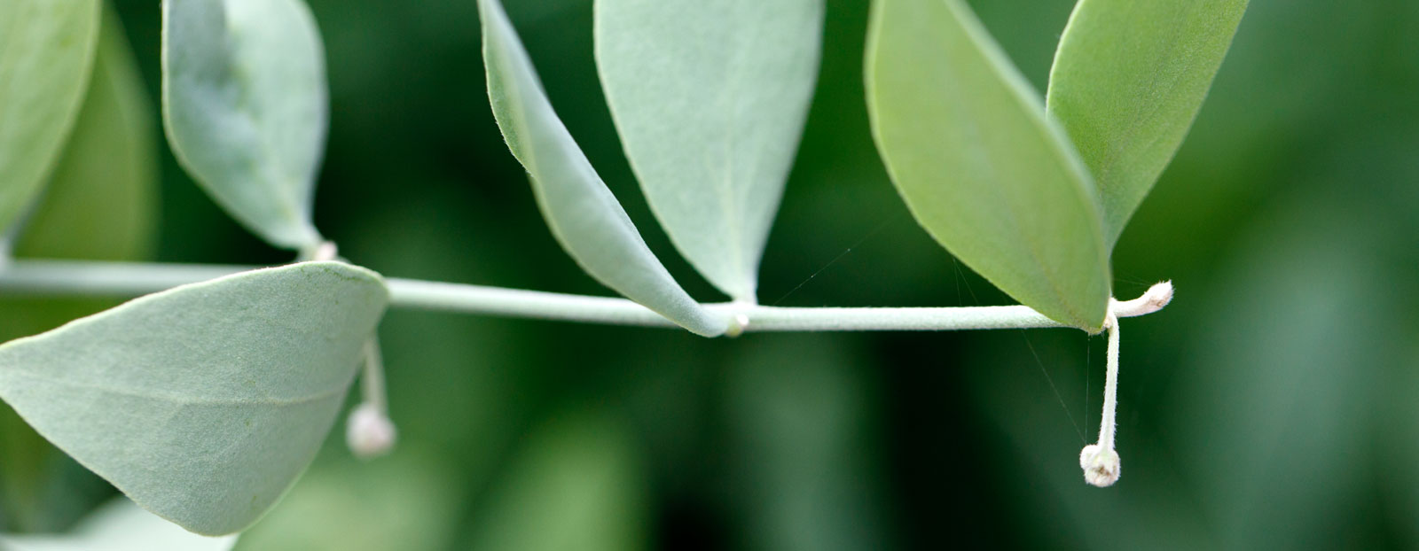 Jojoba in its natural habitat