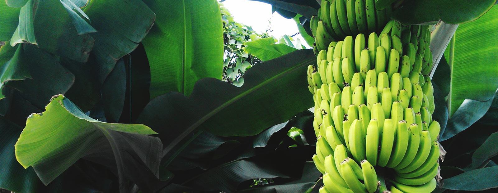 Banana tree in its natural habitat
