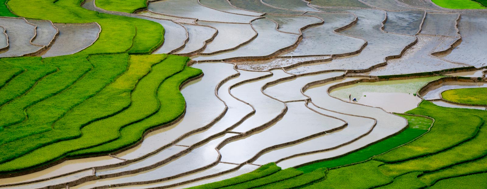 稻米的自然栖息地