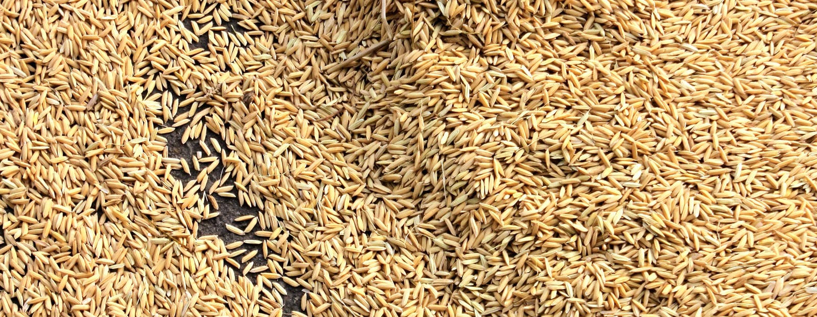 自然状态的稻米