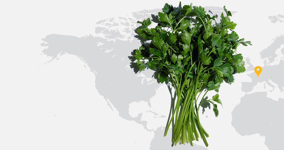 Parsley