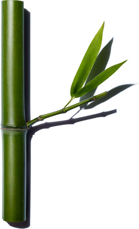 Bamboo