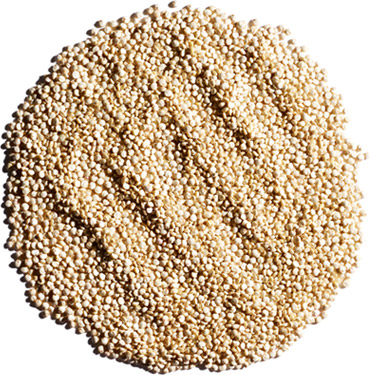 Quinoa