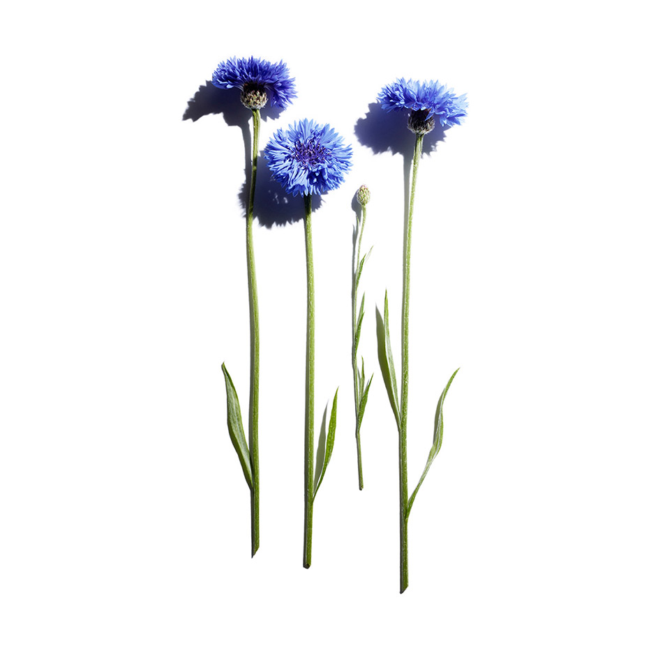 Cornflower