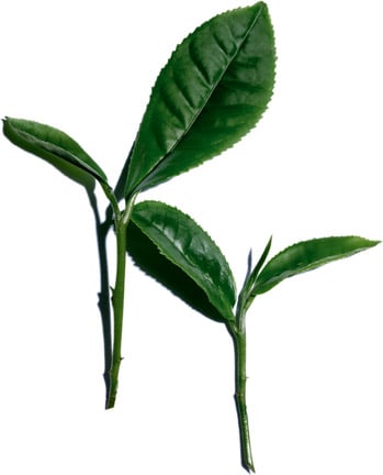 White tea plant