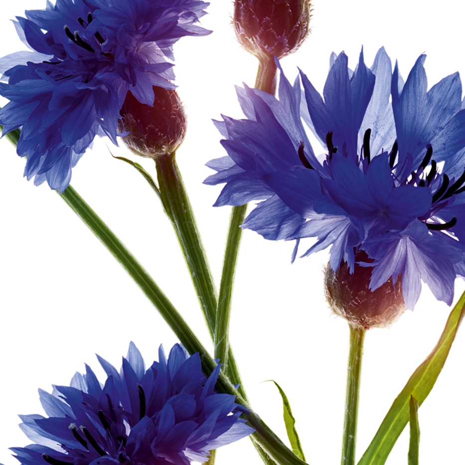 Cornflower-Organic cornflower extract-Centaurea cyanus flower extract