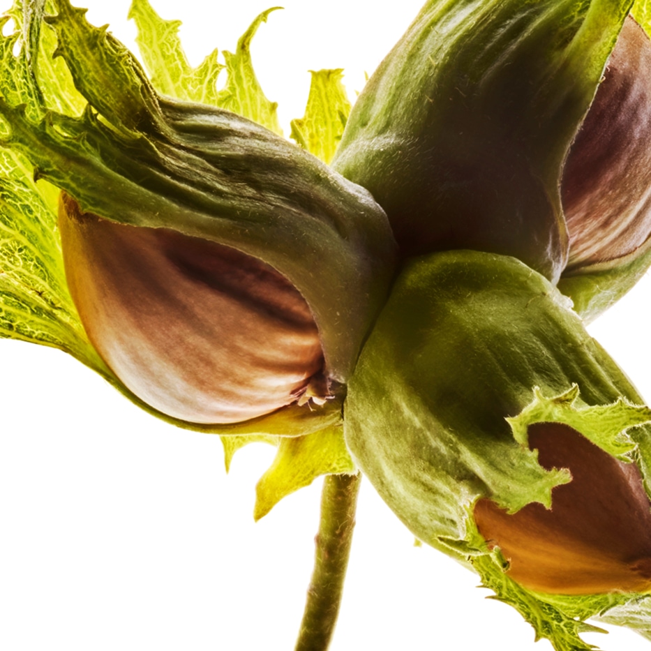 Hazel-Hazelnut oil-Corylus avellana (hazel) seed oil