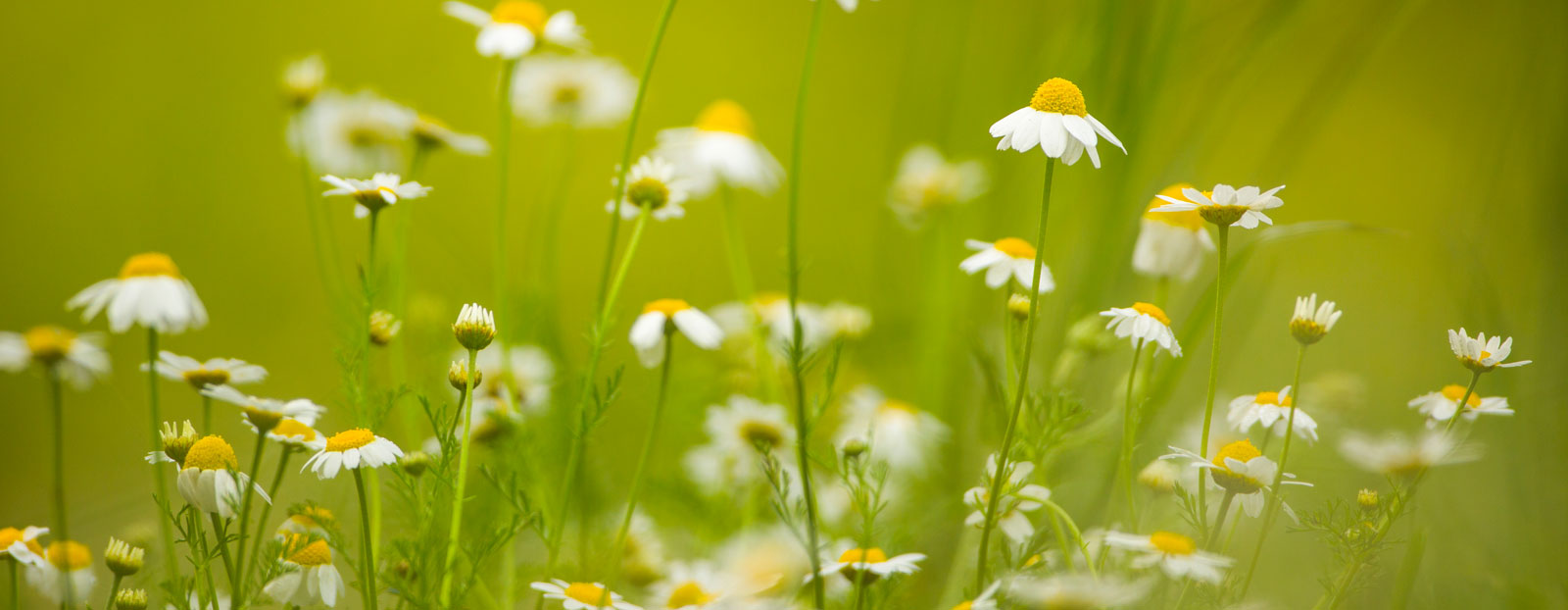 Roman chamomile in its natural habitat
